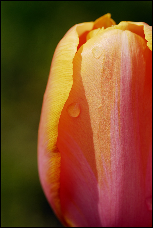 Tulip_001