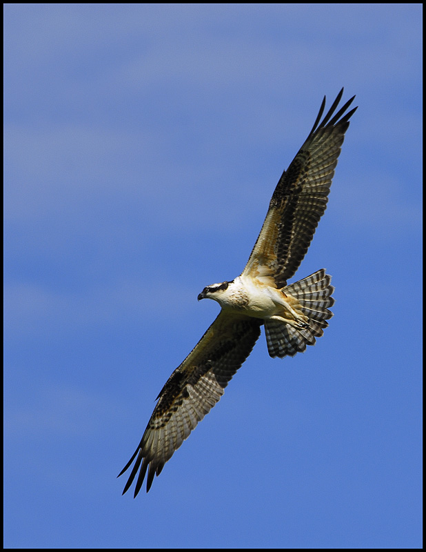 Ospreys_011.jpg