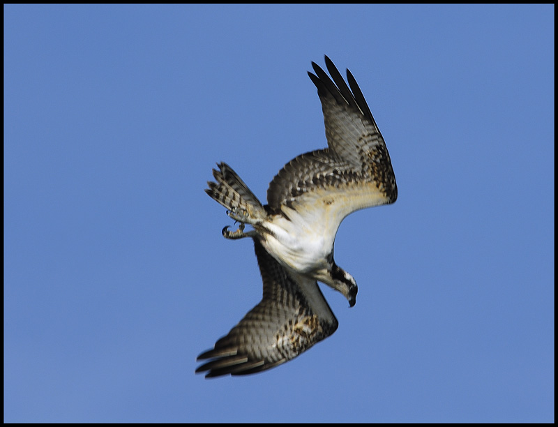 Ospreys_012.jpg