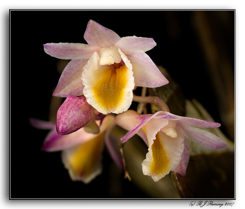 Dendrobium lamellatum