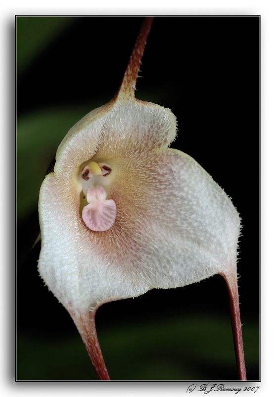 Dracula amaliae