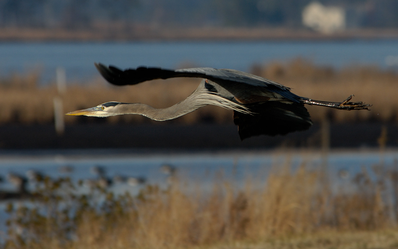 Great Blue Heron