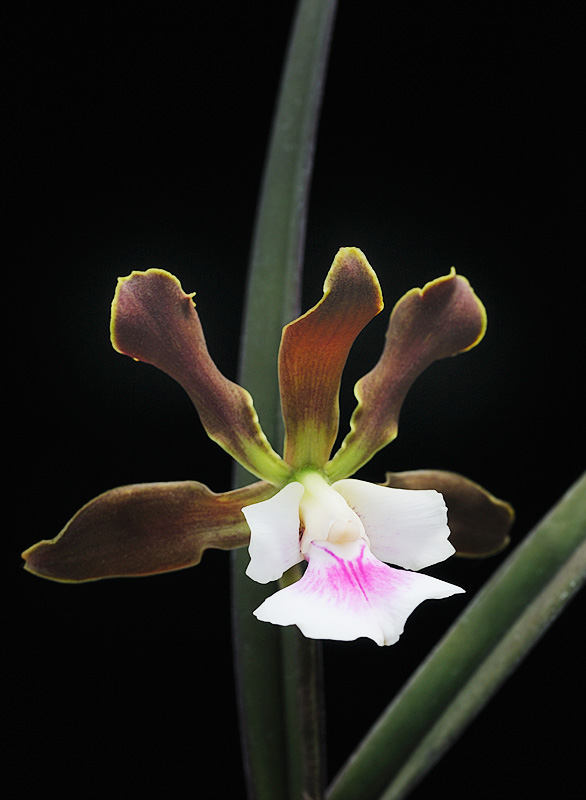 Encyclia randii