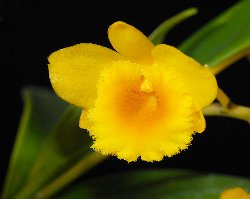 Dendrobium chrysotoxum
