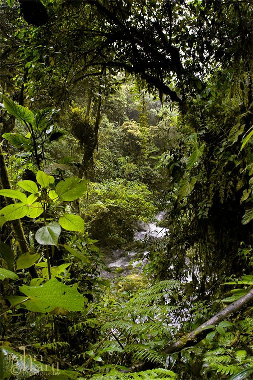 rainforest