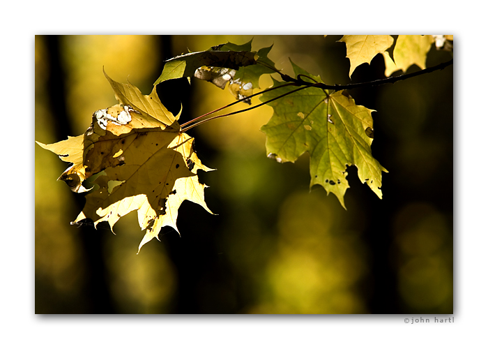yellow_maple.jpg