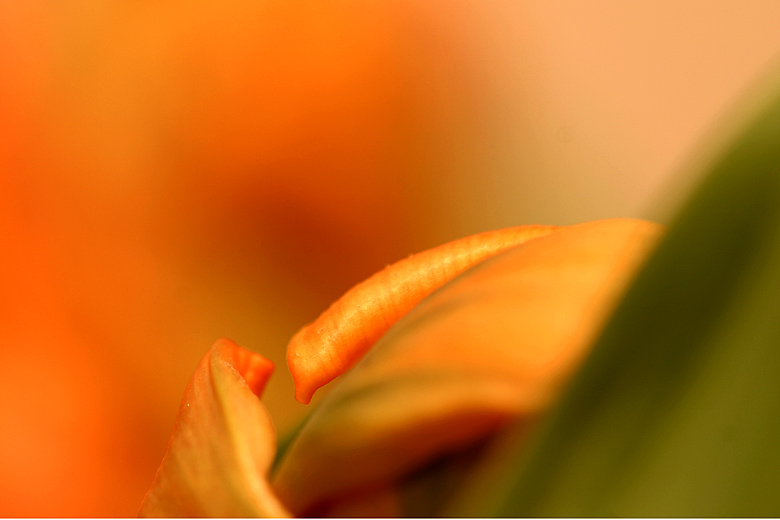 tulip