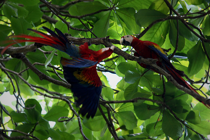 scarletmacaw