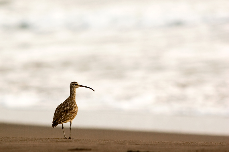 Long-billed Curlew