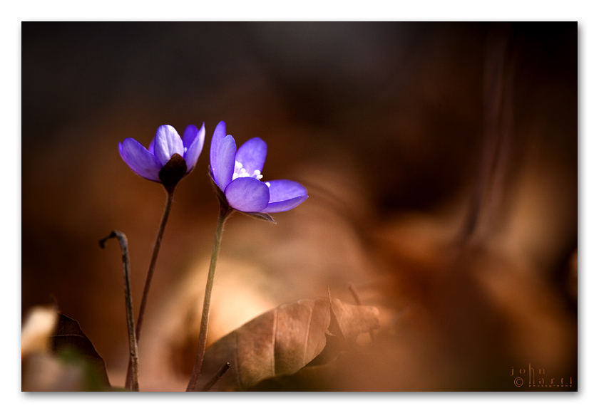 blue one`s