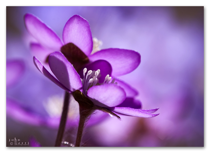 Anemone hepatica