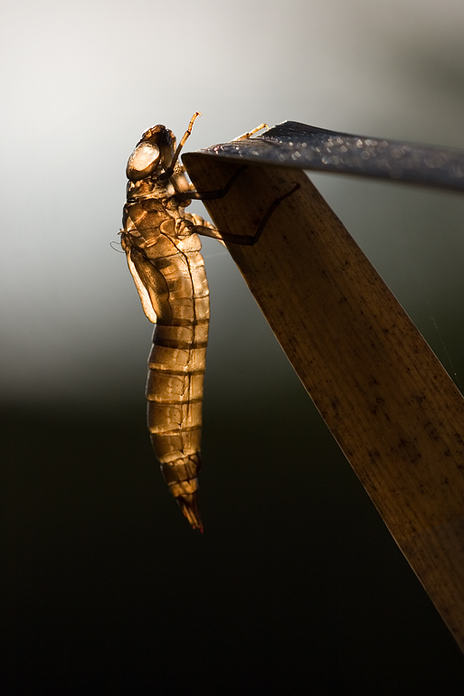 dragon fly shell
