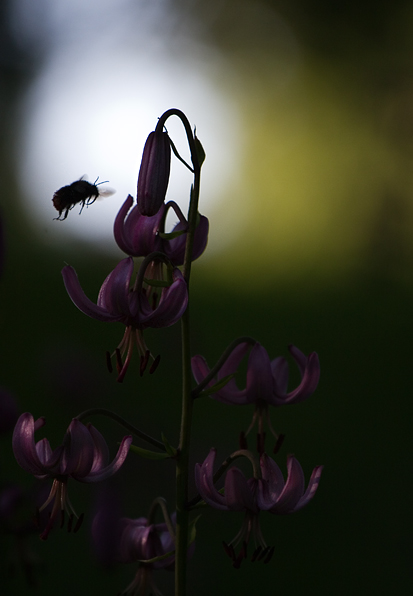bumble bee
