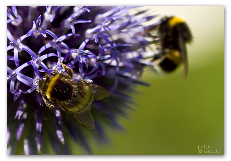 echinops