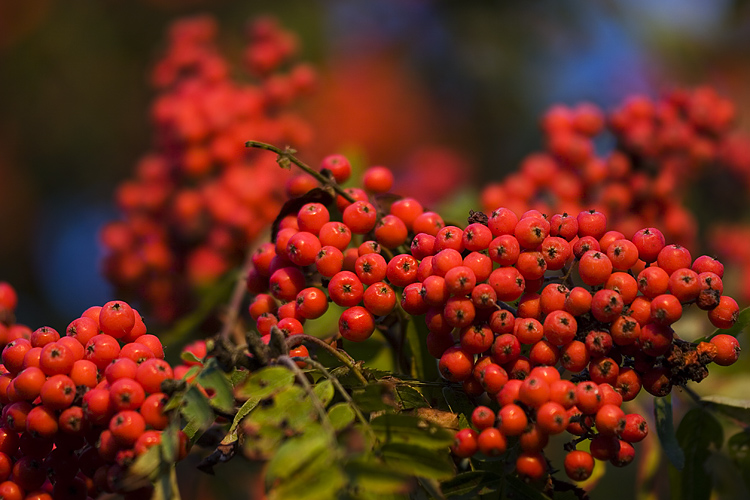 sorbus