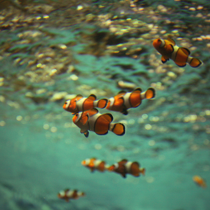 anemone fish