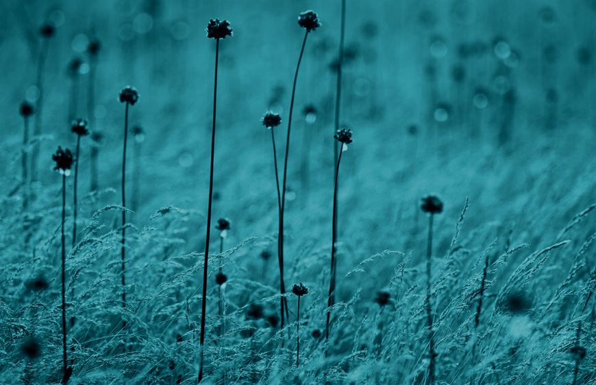 blue field