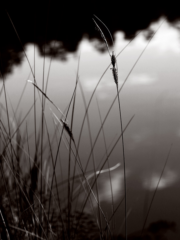lake and grass