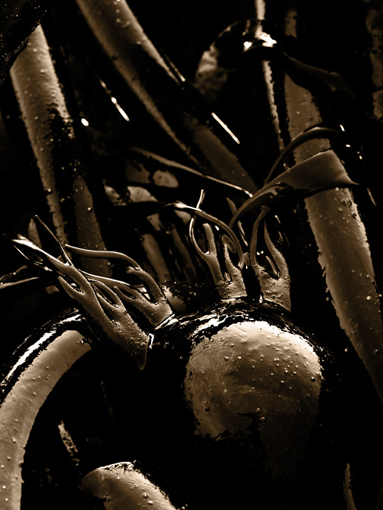 closeup kelp