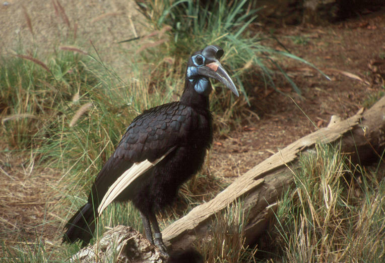 Ground-Hornbill