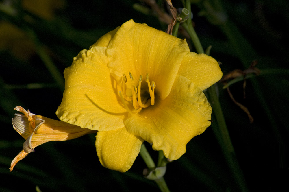 Daylily