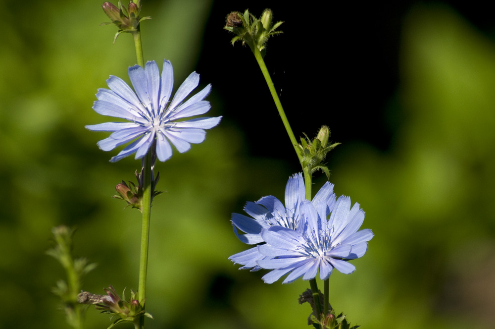 Chickory