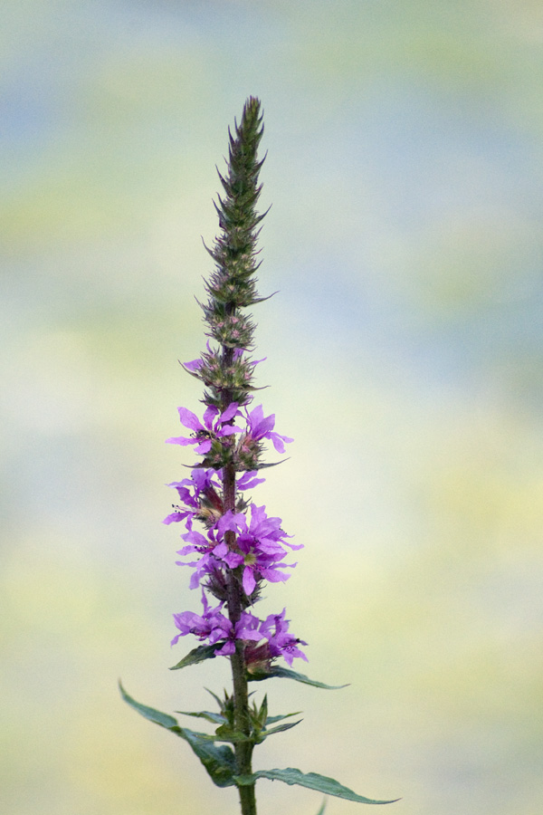 Purple loosestrife