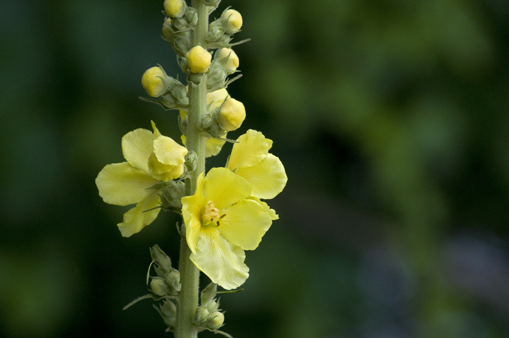 Mullein