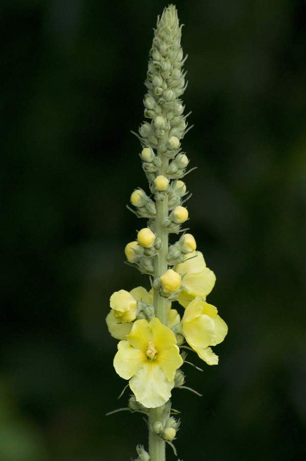 Mullein