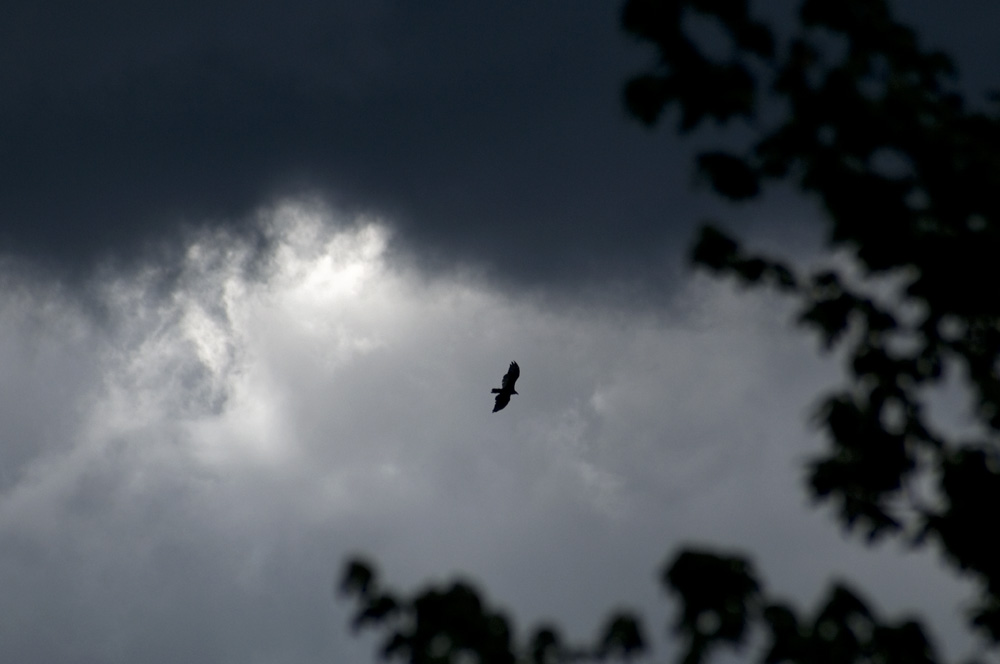 turkey buzzard