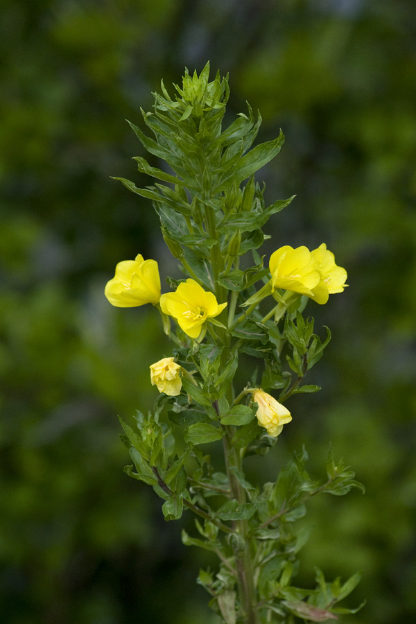 Evening primrose