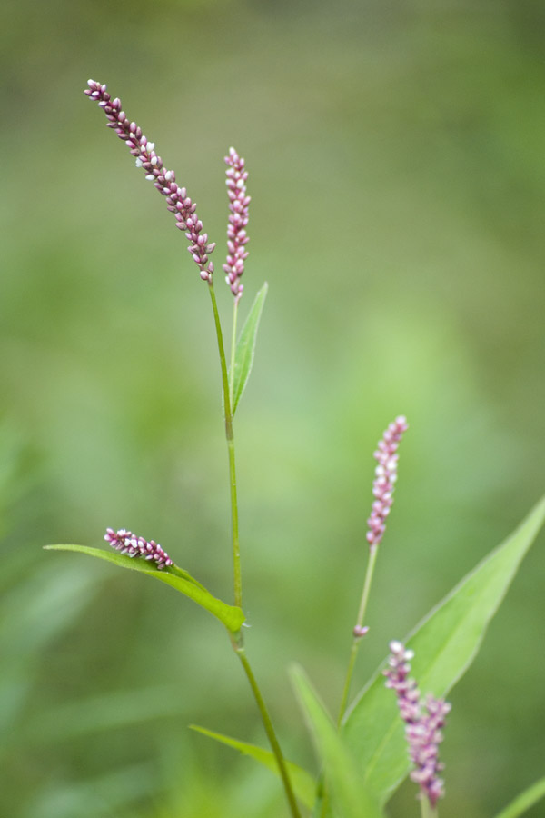 Smartweed