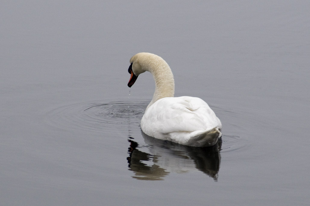 Mute swan