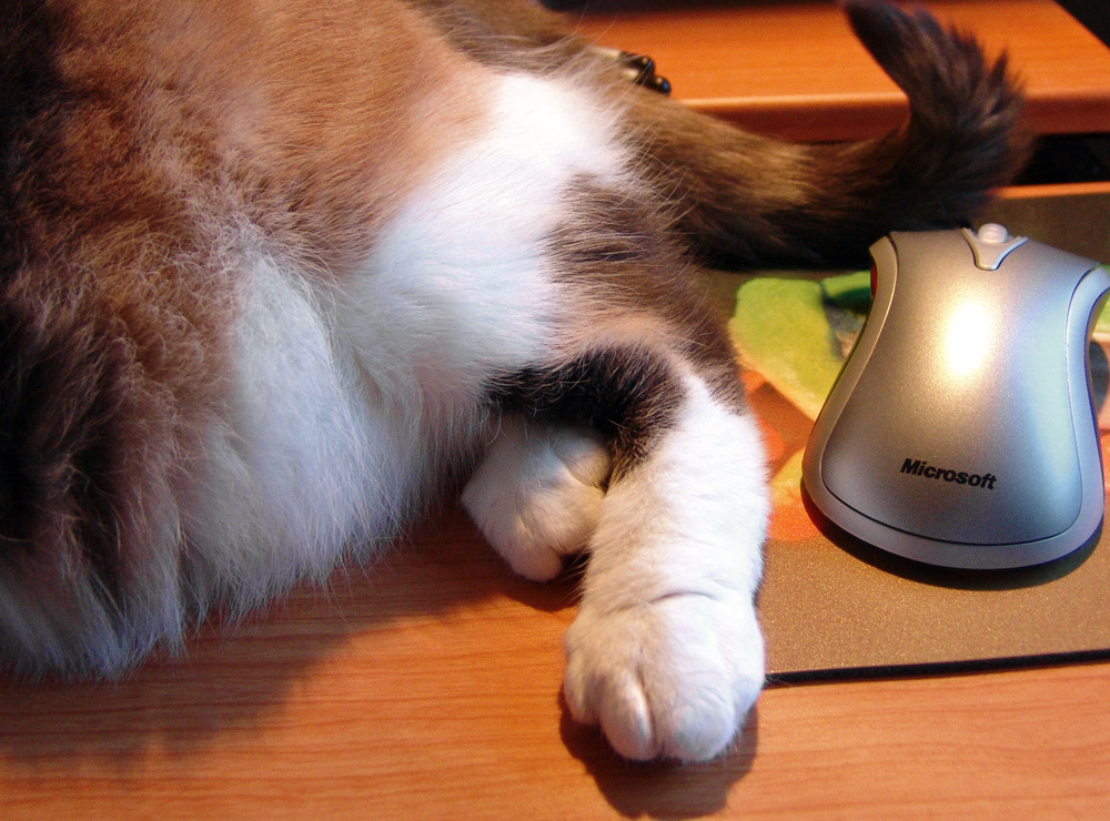 cat and mouse