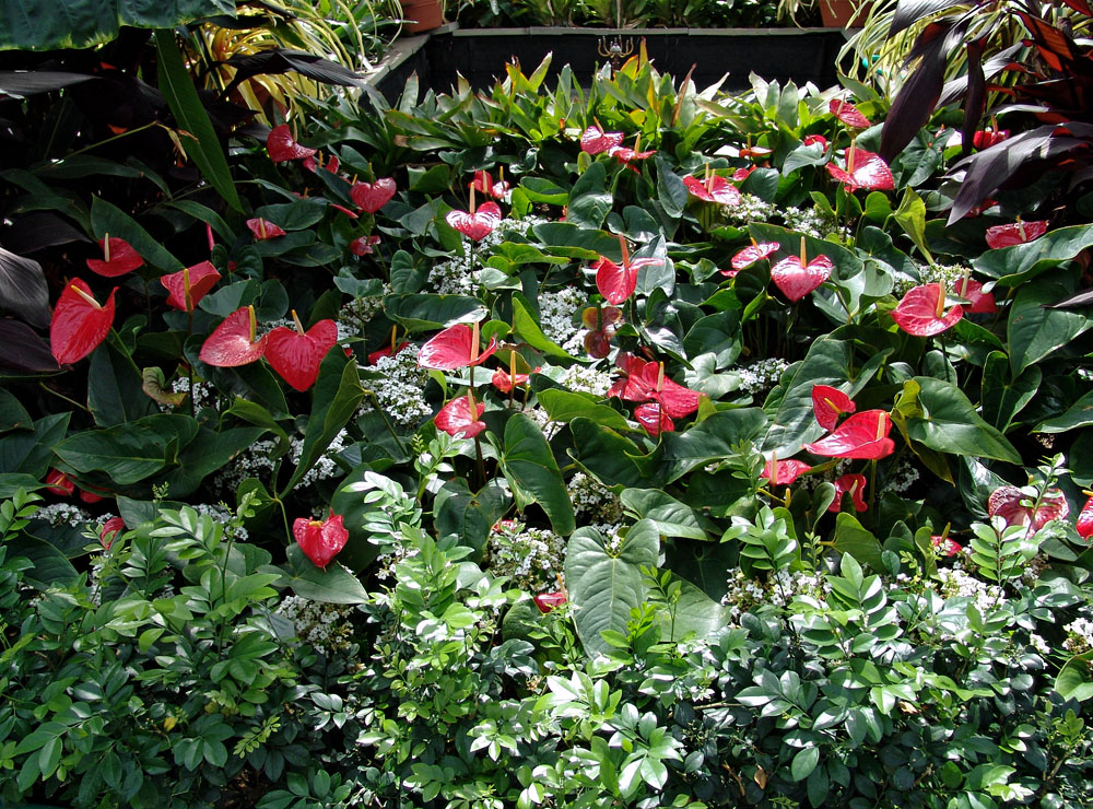 red anthurium