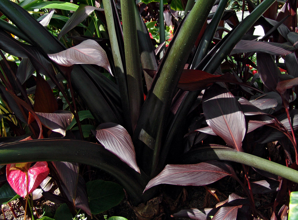 reddish leaves