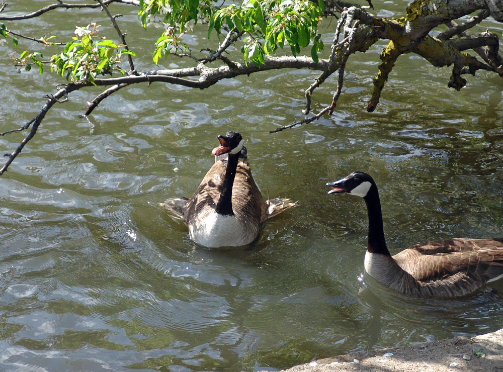 cheeky geese