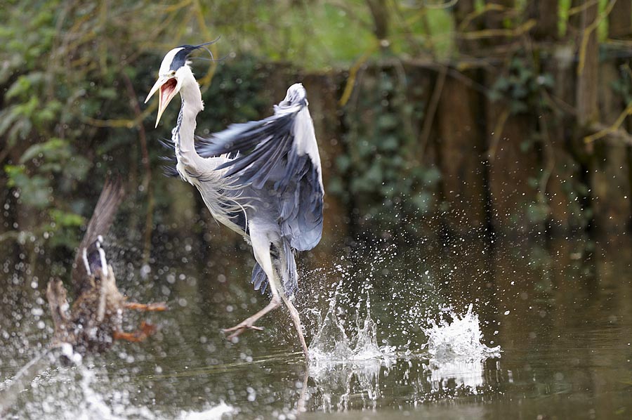 Heron attacking a baby duckling