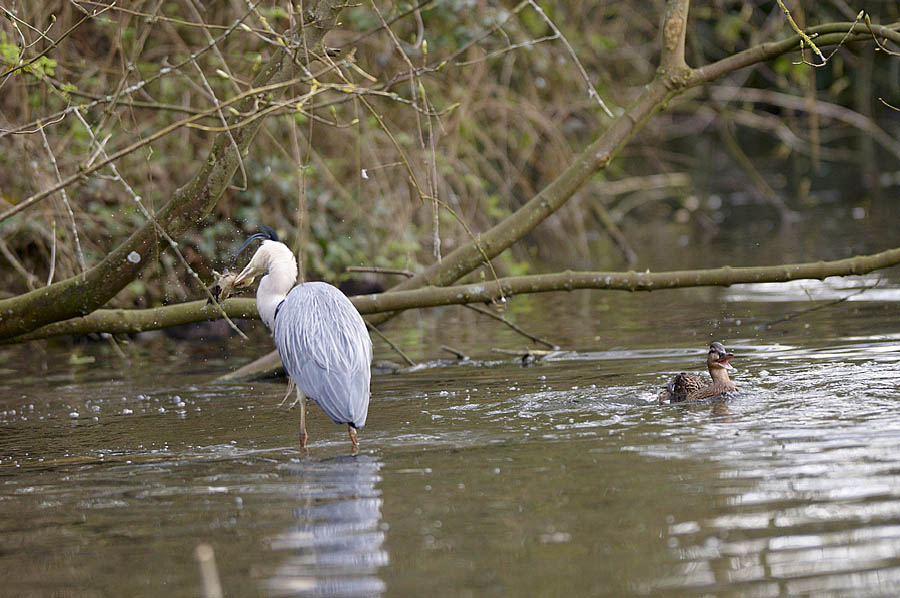 Heron attacking a baby duckling