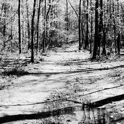 woodland - Scotts Run