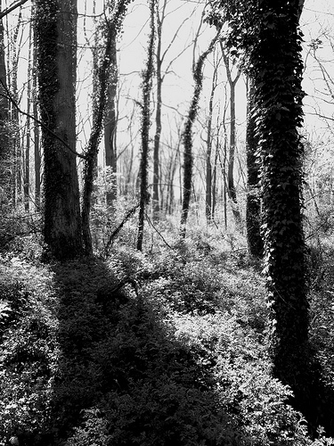 Woodland, Dolley Madison Library