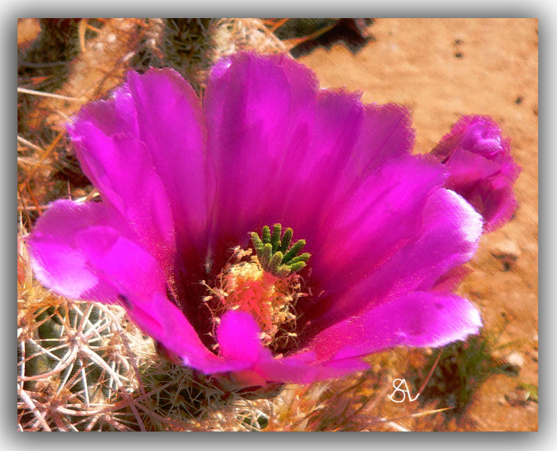 The Hedgehog  Calico Cactus are Blooming
