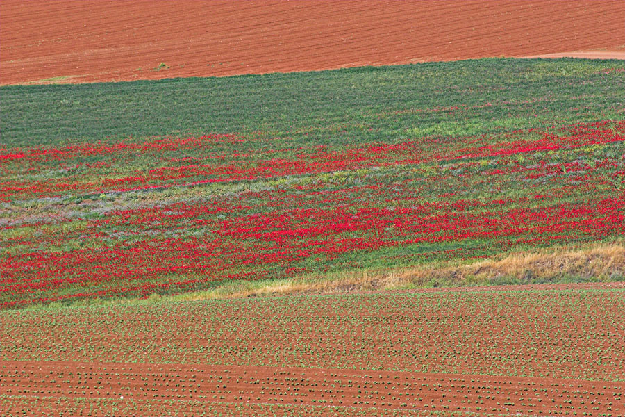 late_spring_in_israel__poppies 2.jpg