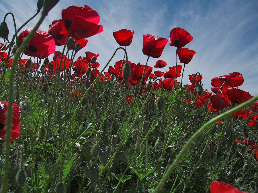 late_spring_in_israel__poppies 5.jpg