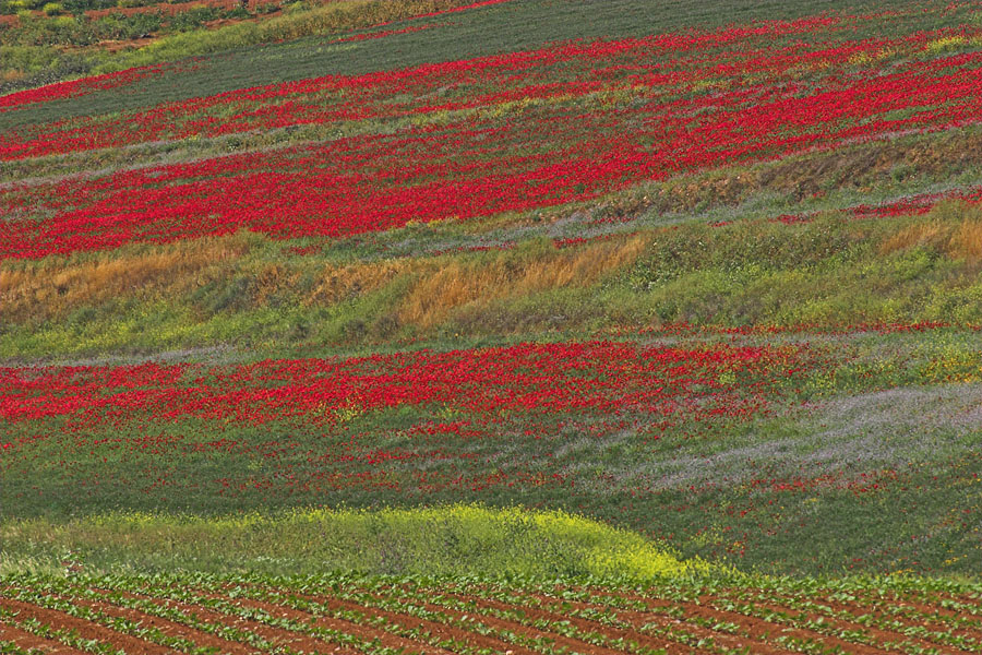 late_spring_in_israel__poppies 8.jpg