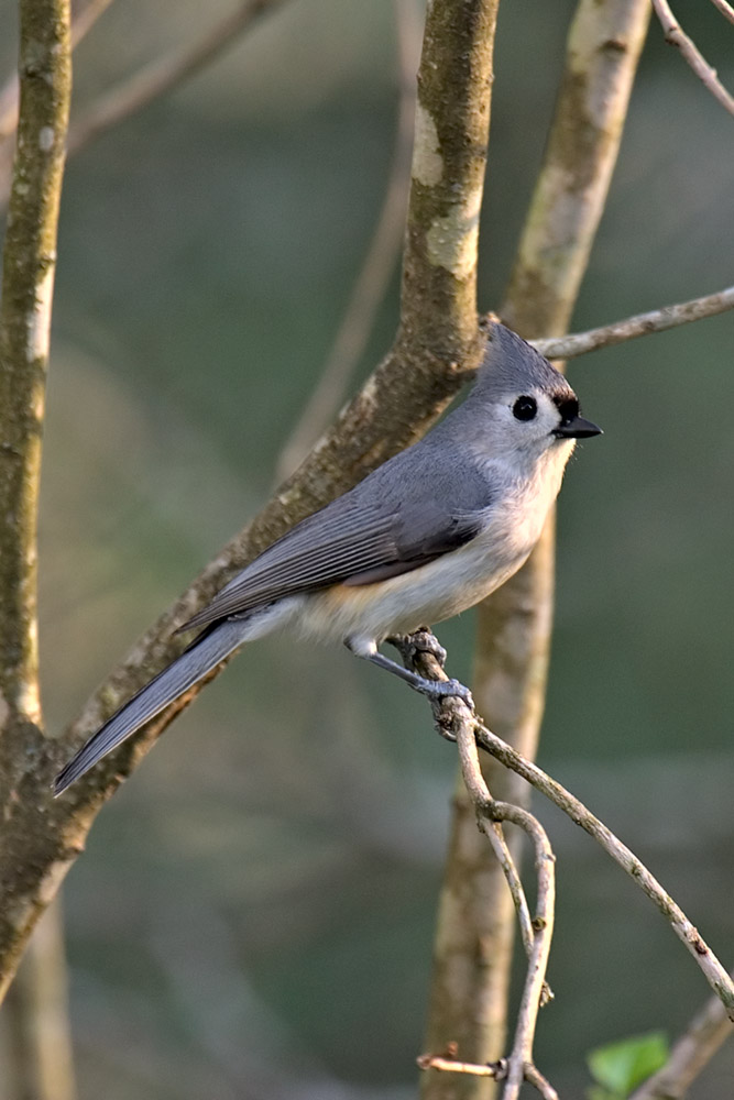 Tufted Titmouse