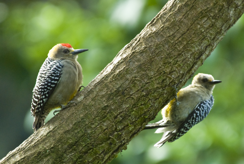 Hoffmans Woodpecker