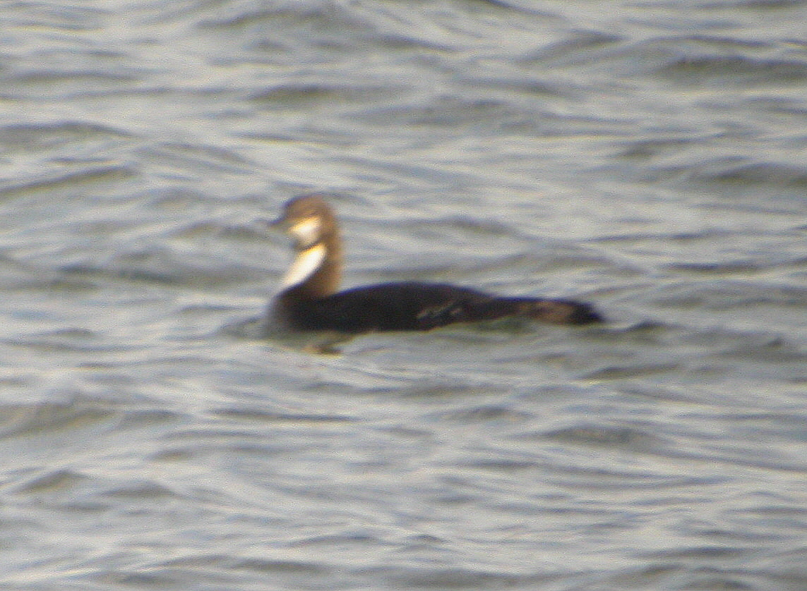Pacific Loon