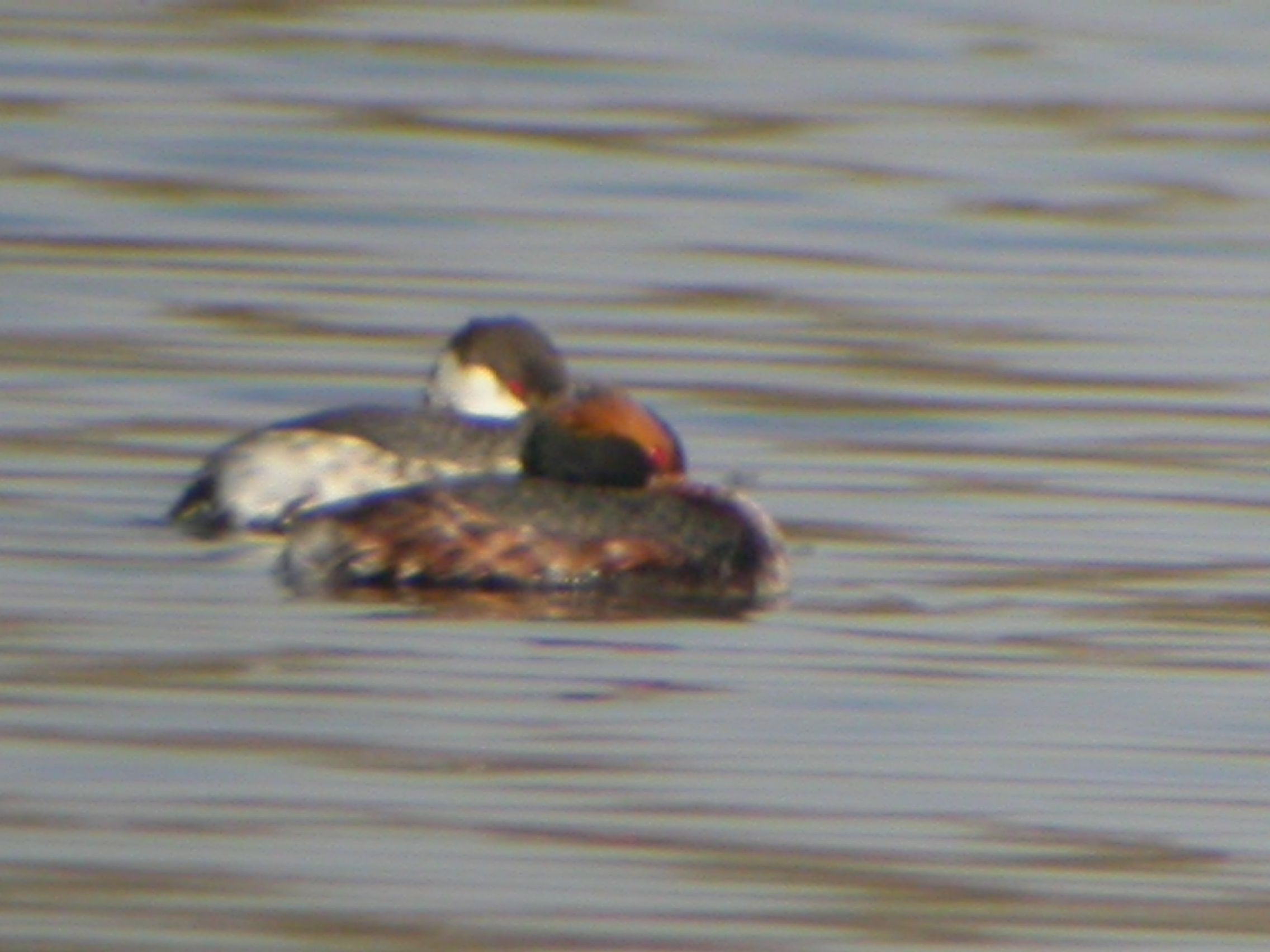 Horned Grebe