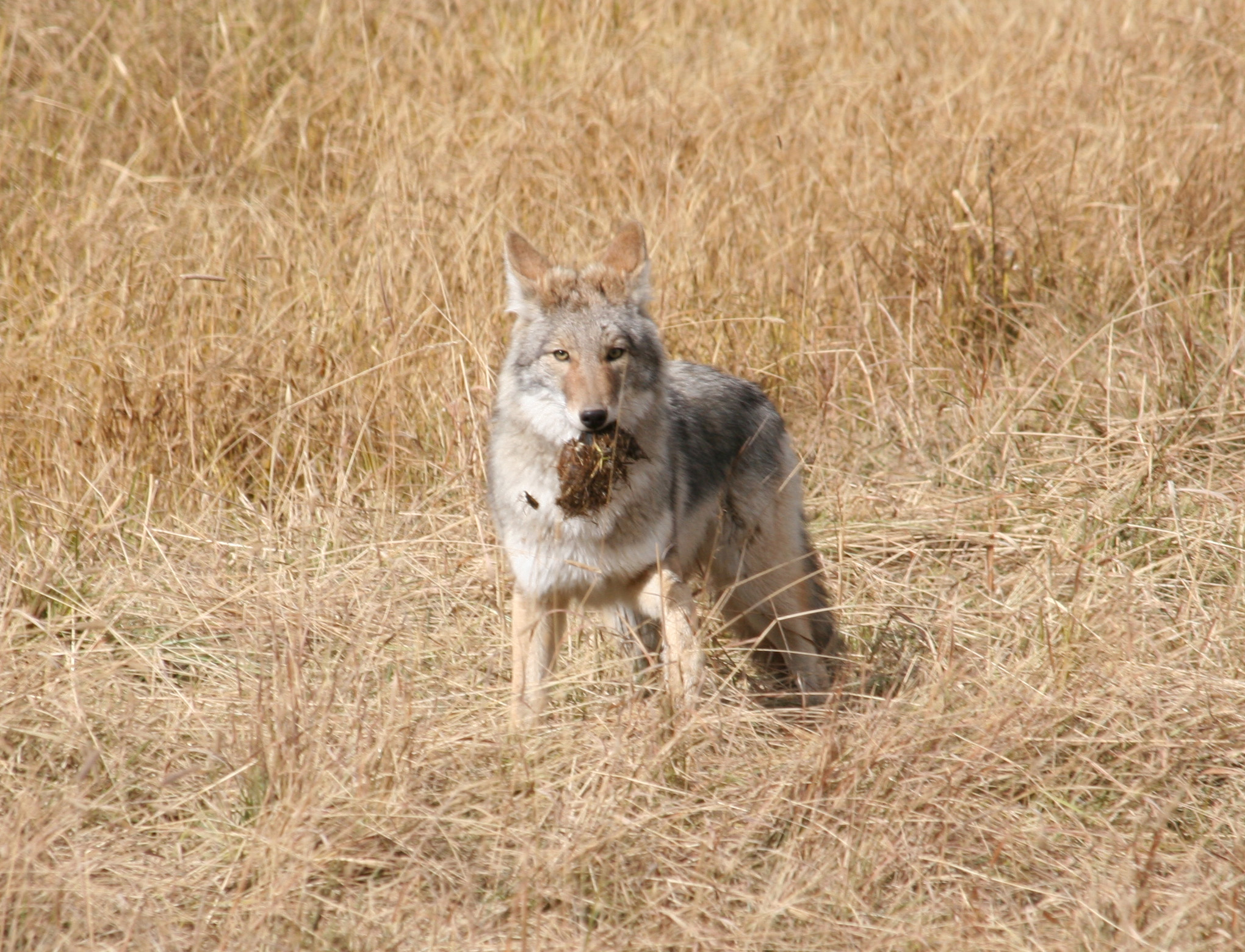 Coyote With Dinner